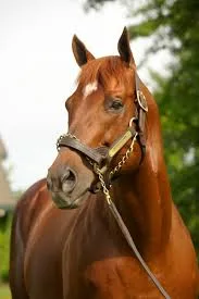 Momos (USA): Τα πρώτα πουλάρια εντυπωσιάζουν 5 ΙΠΠΟΔΡΟΜΟΣ ΚΥΠΡΟΣ / IPPODROMOS KYPROS