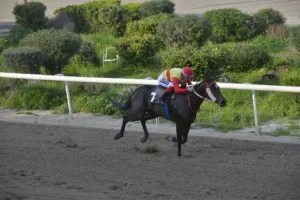 ΙΠΠΟΔΡΟΜΟΣ ΚΥΠΡΟΣ / IPPODROMOS KYPROS ΤΟΠ ΚΡΕΙΖΥ ΜΠΛΑΚ - 21/02/2026