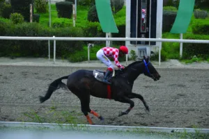 ΙΠΠΟΔΡΟΜΟΣ ΚΥΠΡΟΣ / IPPODROMOS KYPROS  ΑΔΩΝΗΣ ΚΙΓΚ - 01/02/2026