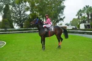 ΙΠΠΟΔΡΟΜΟΣ ΚΥΠΡΟΣ / IPPODROMOS KYPROS  ΑΔΩΝΗΣ ΚΙΓΚ - 01/02/2026