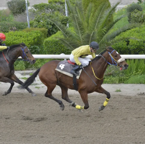 ΙΠΠΟΔΡΟΜΟΣ ΚΥΠΡΟΣ / IPPODROMOS KYPROS ΜΙΡΑΖ - 21/02/2026