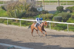 ΙΠΠΟΔΡΟΜΟΣ ΚΥΠΡΟΣ / IPPODROMOS KYPROS ΣΤΕΛΛΑΣ ΦΕΪΒΟΡΙΤ - 01/03/2026