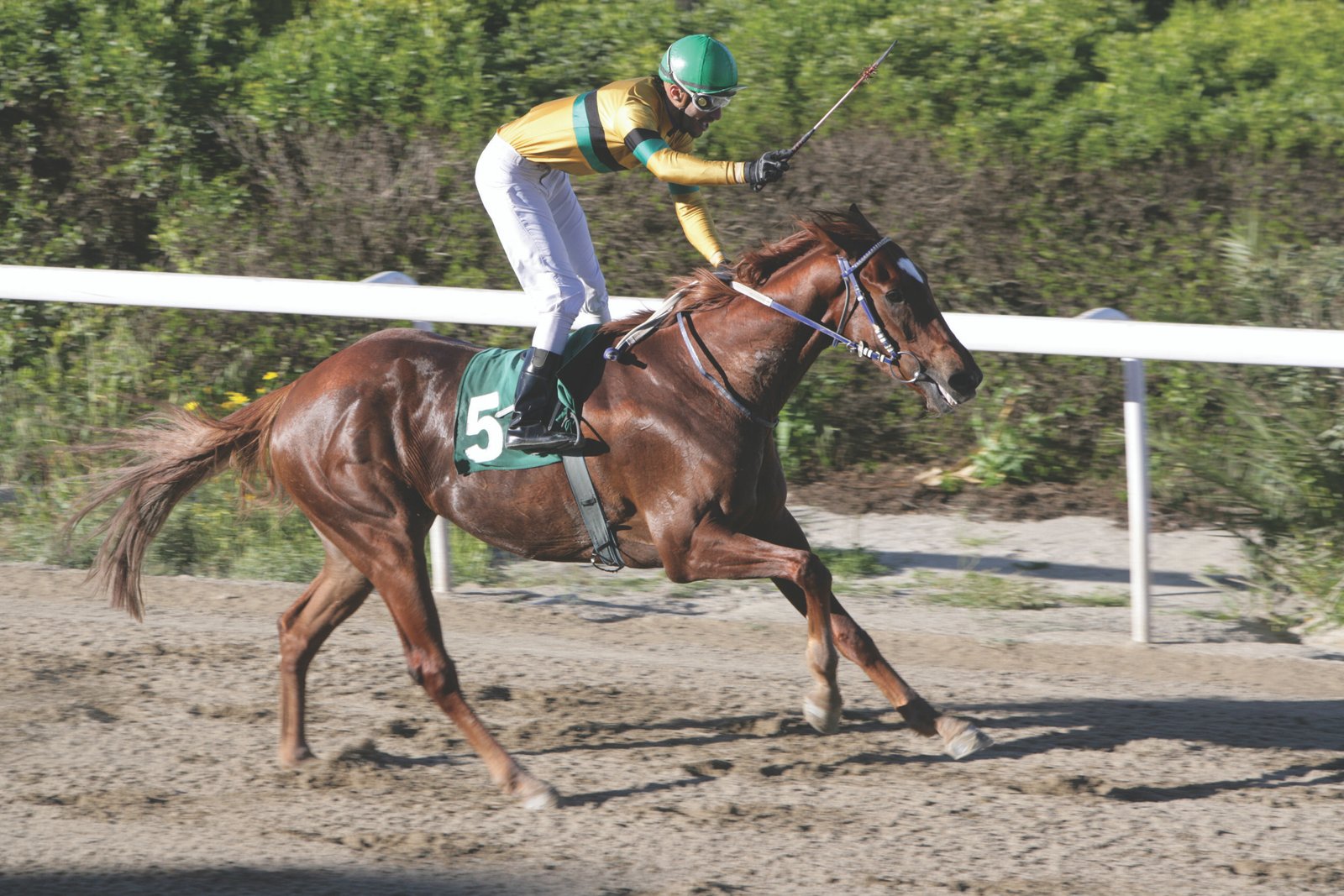 ΙΠΠΟΔΡΟΜΟΣ ΚΥΠΡΟΣ / IPPODROMOS KYPROS