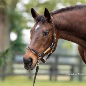 ΙΠΠΟΔΡΟΜΟΣ ΚΥΠΡΟΣ / IPPODROMOS KYPROS