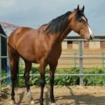 ΙΠΠΟΔΡΟΜΟΣ ΚΥΠΡΟΣ / IPPODROMOS KYPROS