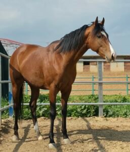 ΙΠΠΟΔΡΟΜΟΣ ΚΥΠΡΟΣ / IPPODROMOS KYPROS