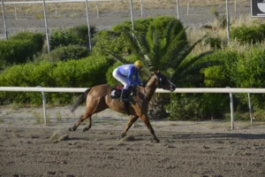 ΙΠΠΟΔΡΟΜΟΣ ΚΥΠΡΟΣ / IPPODROMOS KYPROS ΑΡΤΕΜΙΔΑ - 29/04/2026