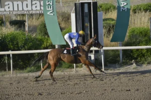 ΙΠΠΟΔΡΟΜΟΣ ΚΥΠΡΟΣ / IPPODROMOS KYPROS ΑΡΤΕΜΙΔΑ - 29/04/2026