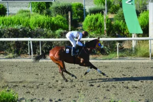 ΙΠΠΟΔΡΟΜΟΣ ΚΥΠΡΟΣ / IPPODROMOS KYPROS ΕΡΣΙΛΙΑ - 24/06/2026