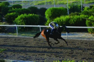 ΙΠΠΟΔΡΟΜΟΣ ΚΥΠΡΟΣ / IPPODROMOS KYPROS ΜΠΑΚΑΣ - 24/06/2026