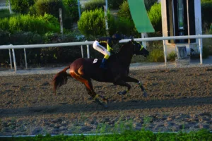 ΙΠΠΟΔΡΟΜΟΣ ΚΥΠΡΟΣ / IPPODROMOS KYPROS ΝΤΟΜΠΕΡΜΑΝ - 26/06/2026
