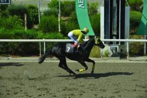 ΙΠΠΟΔΡΟΜΟΣ ΚΥΠΡΟΣ / IPPODROMOS KYPROS ΙΝΤΙΓΚΟ ΜΠΕΡΤ - 15/07/2026