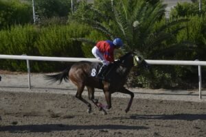 ΙΠΠΟΔΡΟΜΟΣ ΚΥΠΡΟΣ / IPPODROMOS KYPROS ΑΜΑΛΙΑ - 29/07/2029