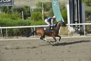 ΙΠΠΟΔΡΟΜΟΣ ΚΥΠΡΟΣ / IPPODROMOS KYPROS ΕΞΚΑΛΙΜΠΕΡ - 31/06/2026